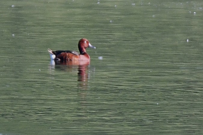 Ferruginous Duck - ML278278771