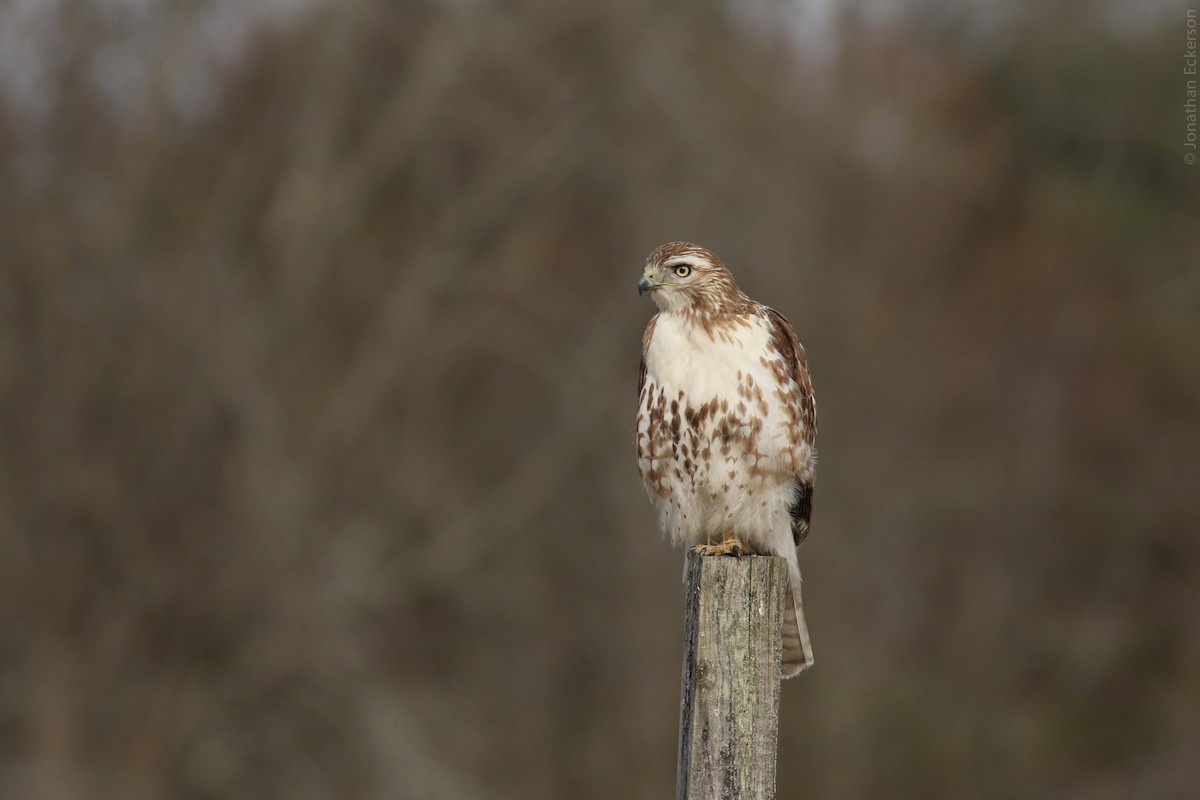 Red-tailed Hawk - ML27827881