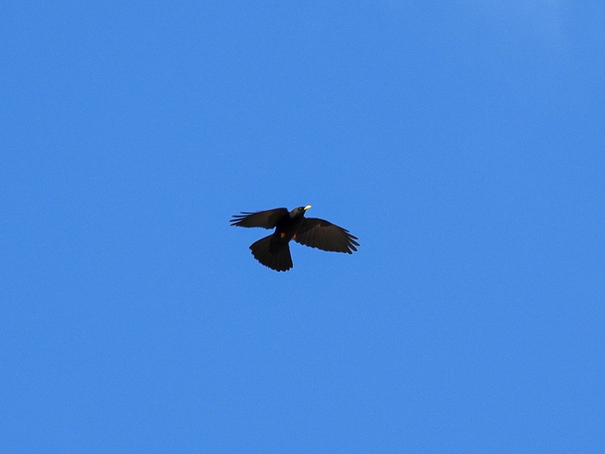 Yellow-billed Chough - ML278278851