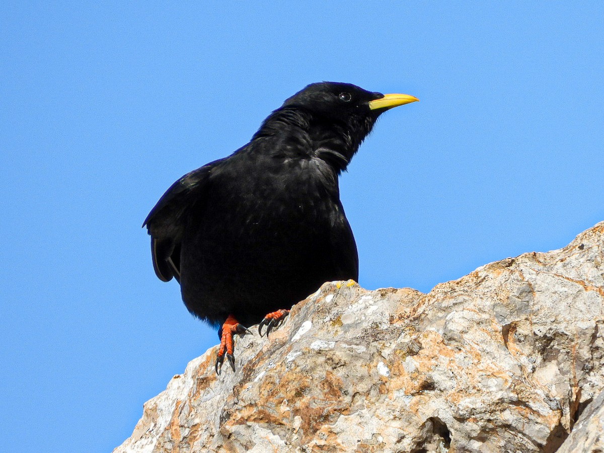 Yellow-billed Chough - Aitor Zabala