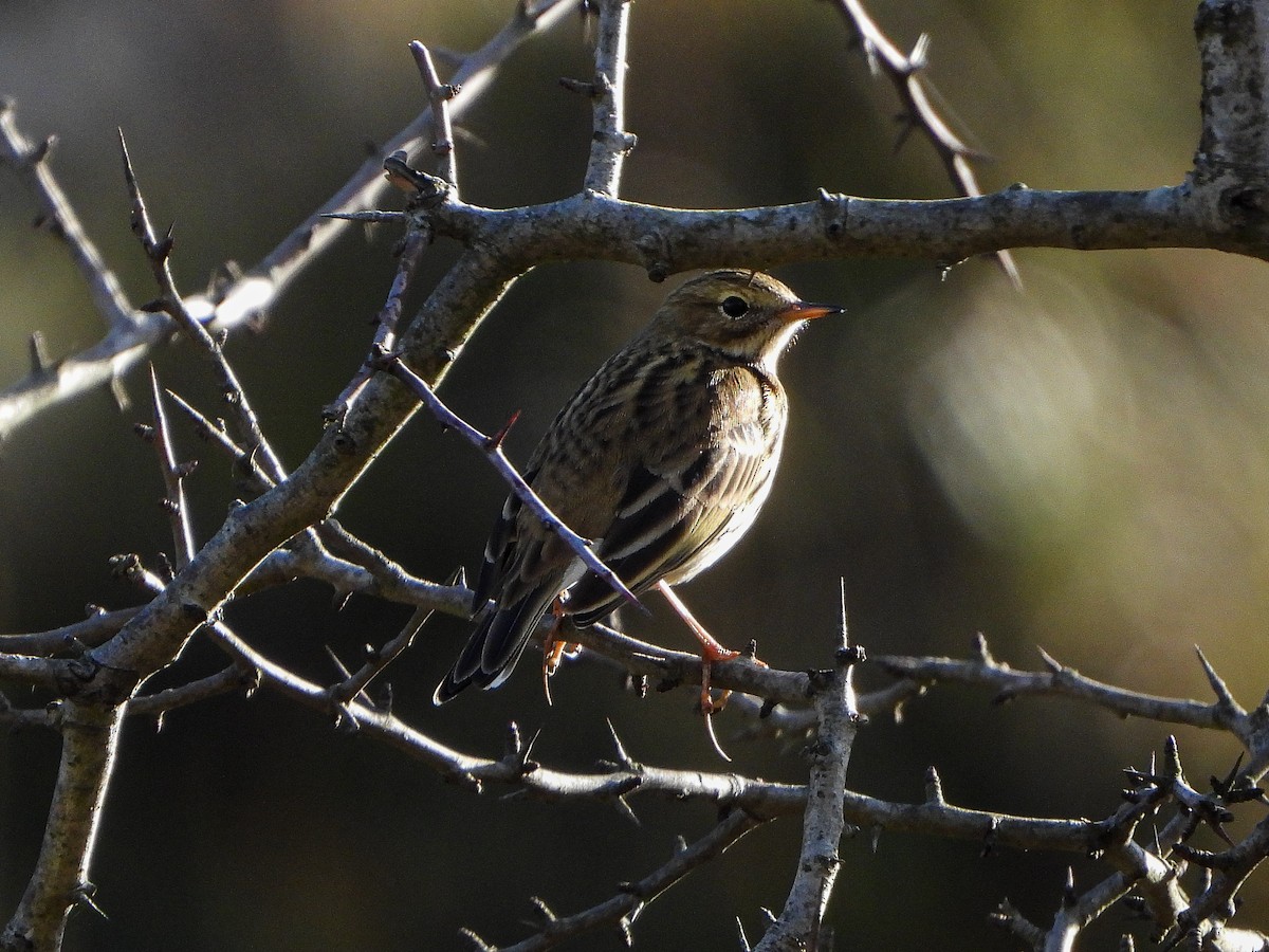 Meadow Pipit - Aitor Zabala