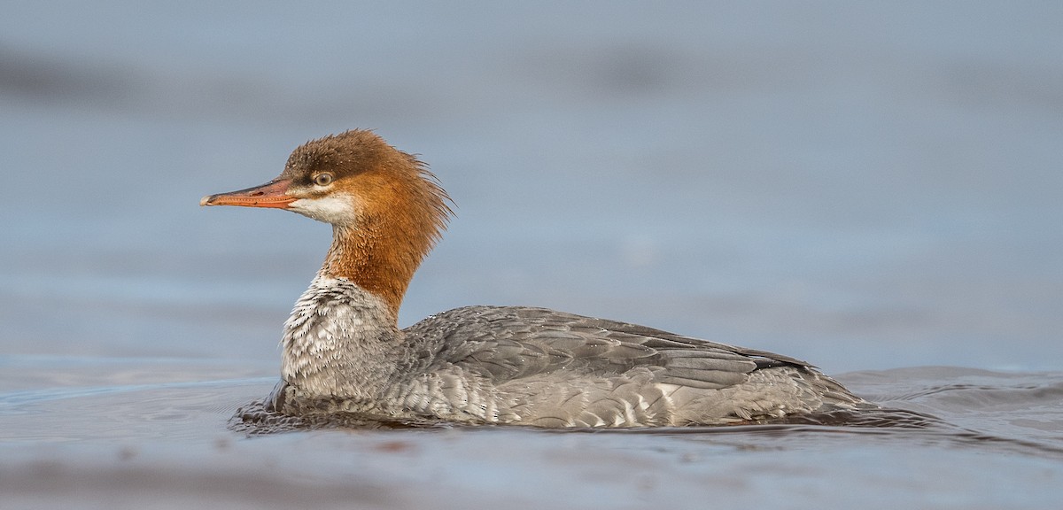 Common Merganser - Simon Boivin