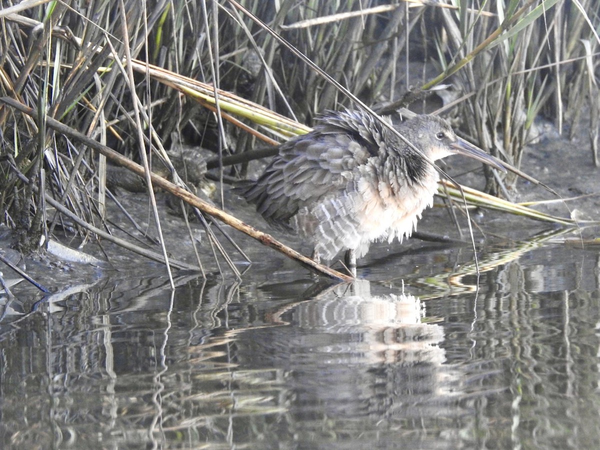Clapper Rail - ML278279531
