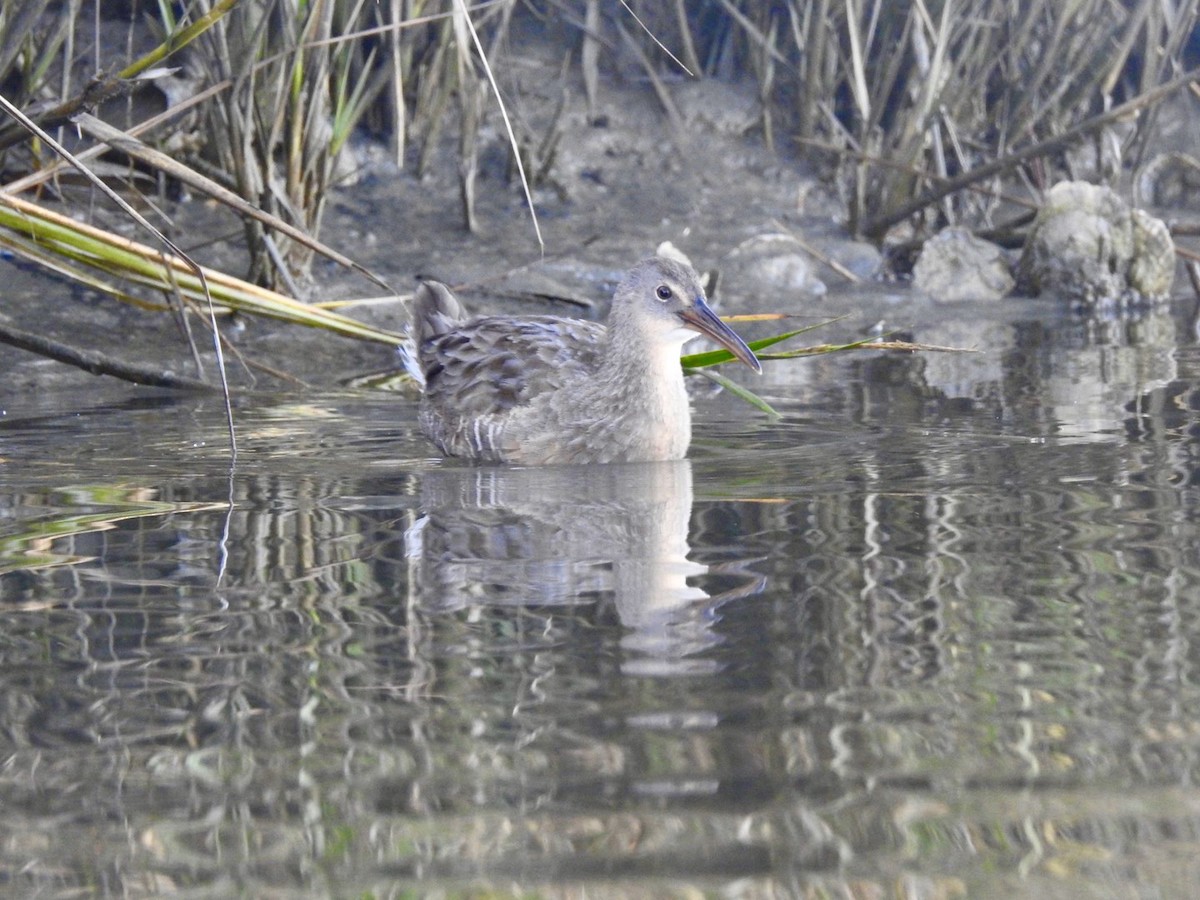Clapper Rail - ML278279541