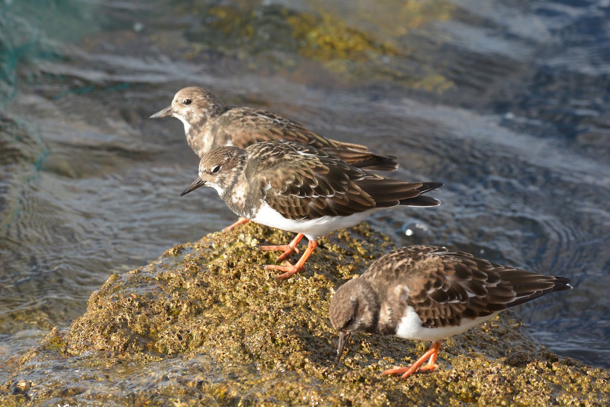 Ruddy Turnstone - Jorge  Safara