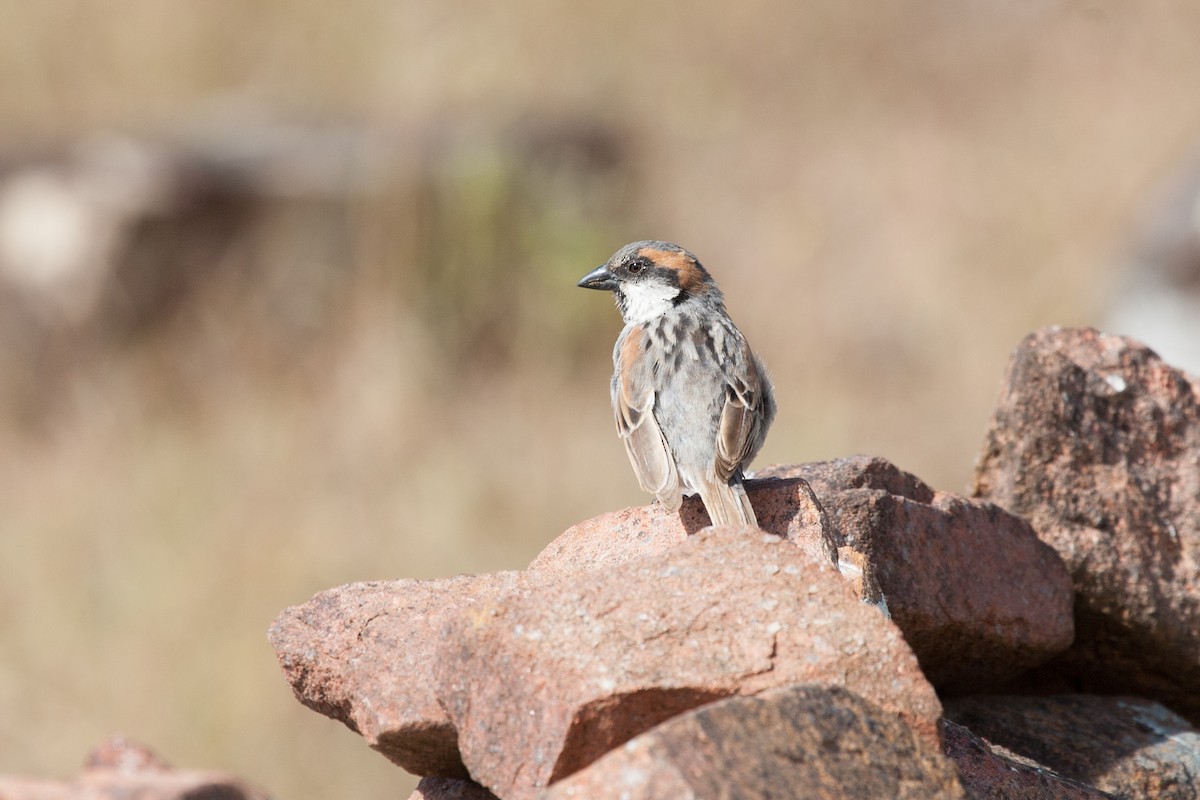 Socotra Sparrow - Simon Colenutt