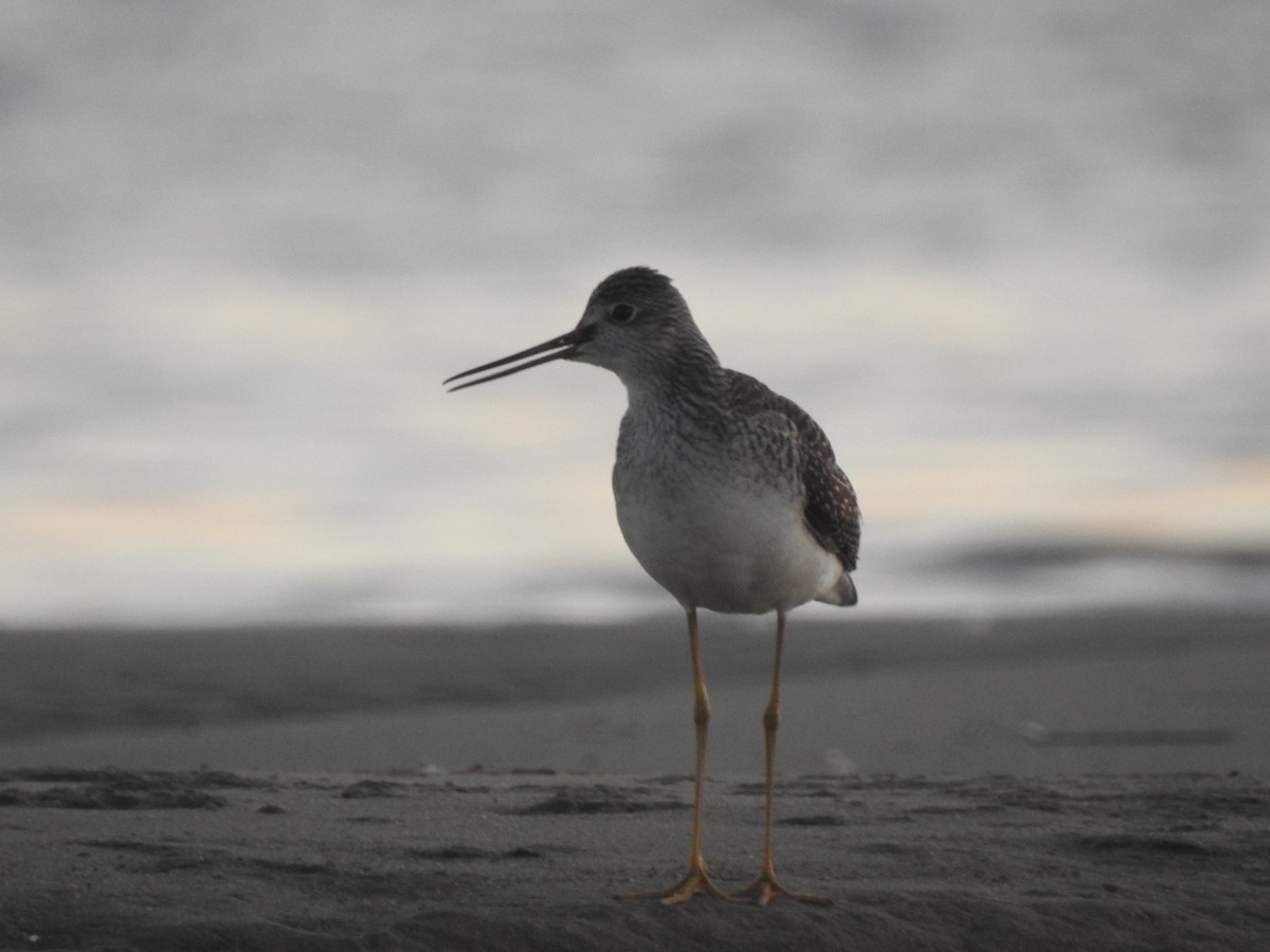 Greater Yellowlegs - ML278280321