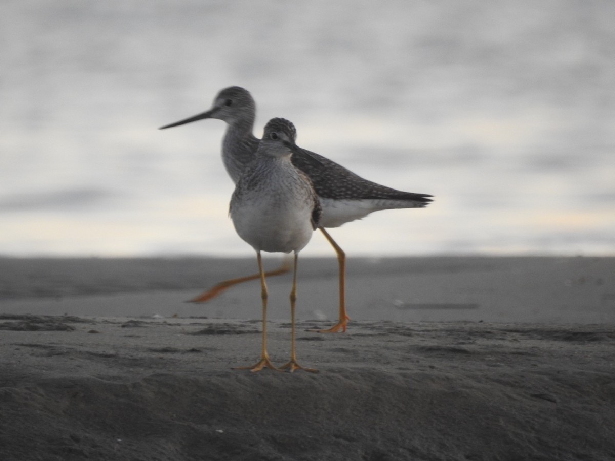 Greater Yellowlegs - ML278280331