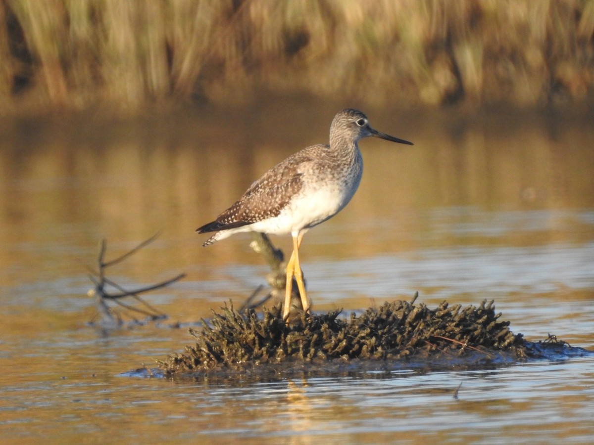 Greater Yellowlegs - ML278280341