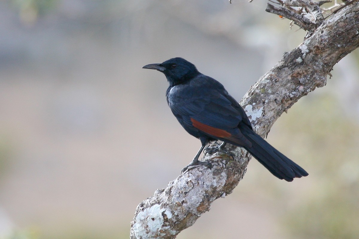 Socotra Starling - ML278280561