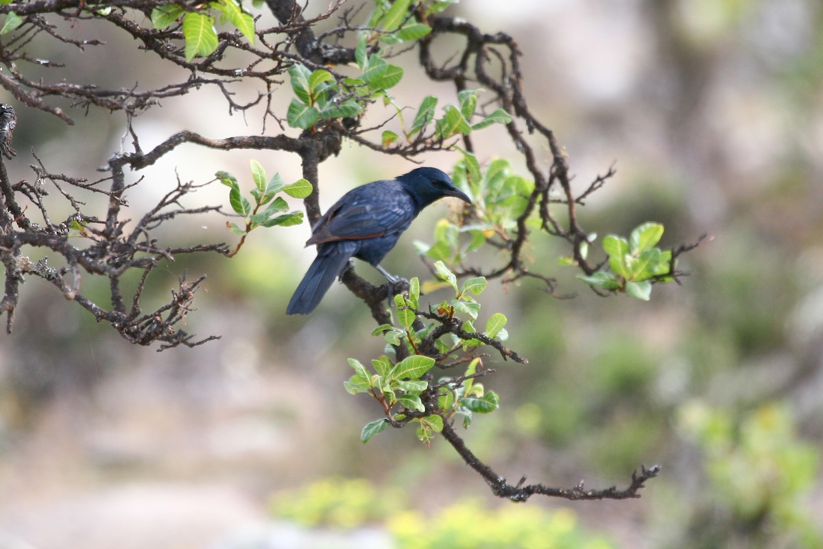 Socotra Starling - ML278280631