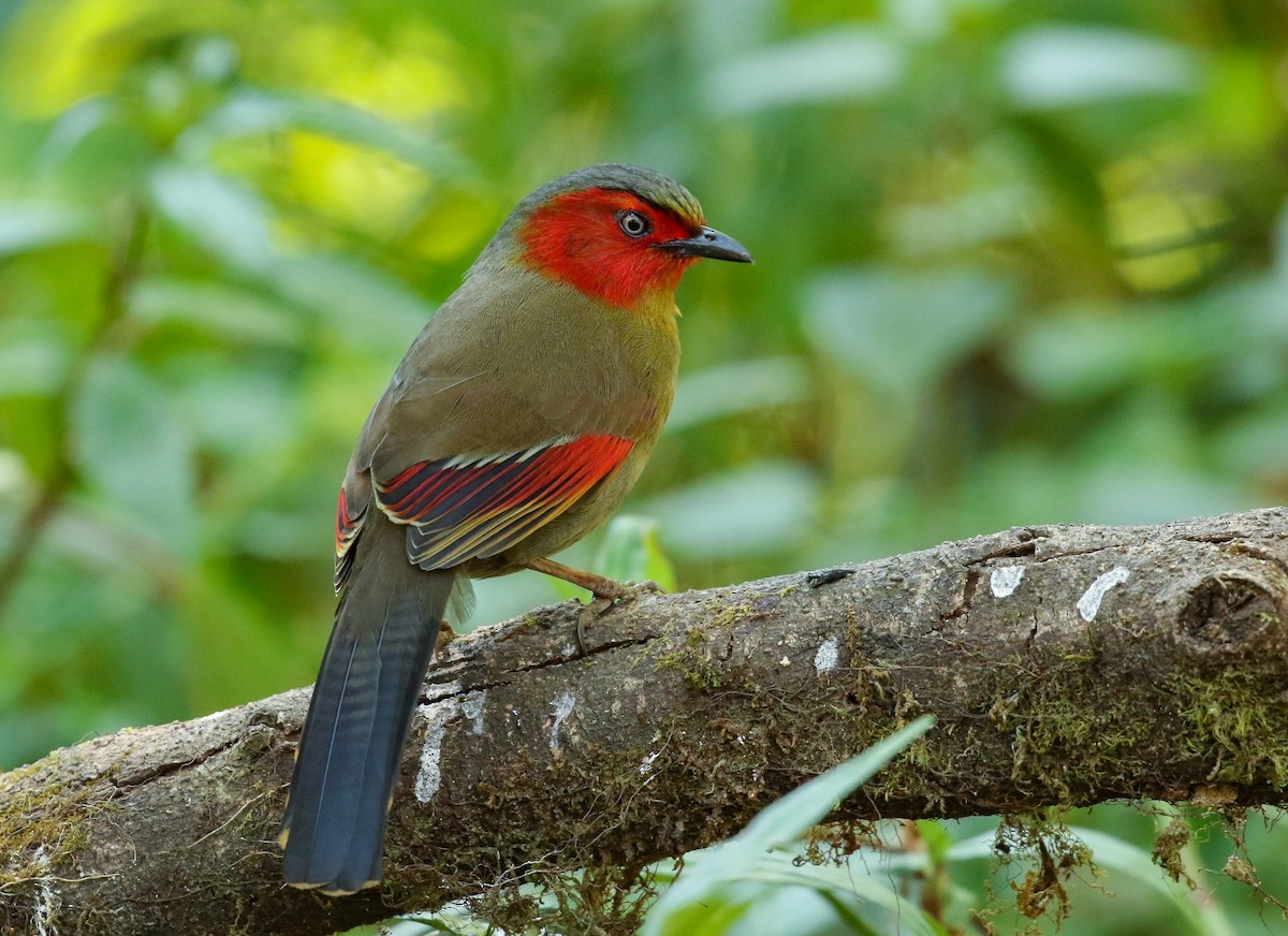 Scarlet-faced Liocichla - Carlos Sanchez