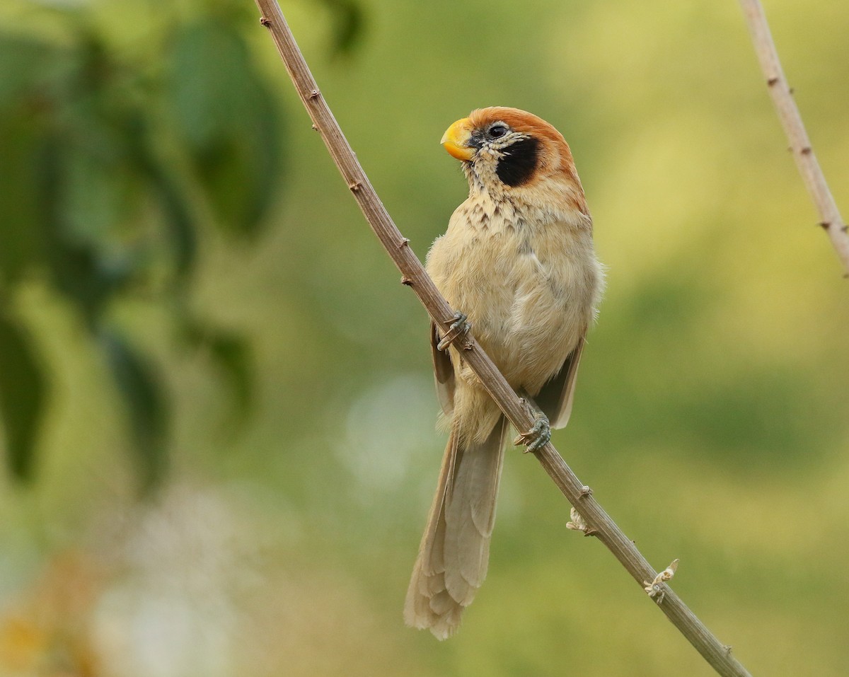 Spot-breasted Parrotbill - ML278281931