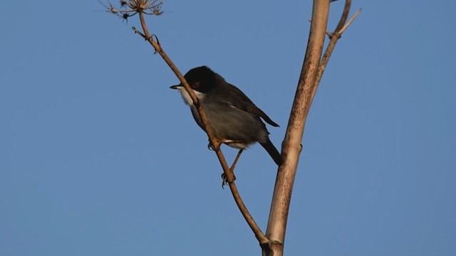 Sardinian Warbler - ML278282501