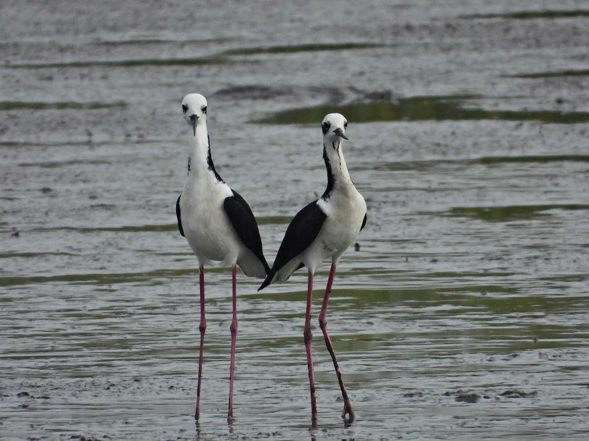 Black-necked Stilt - ML278286171