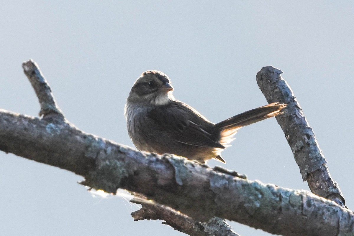Swamp Sparrow - ML278286231