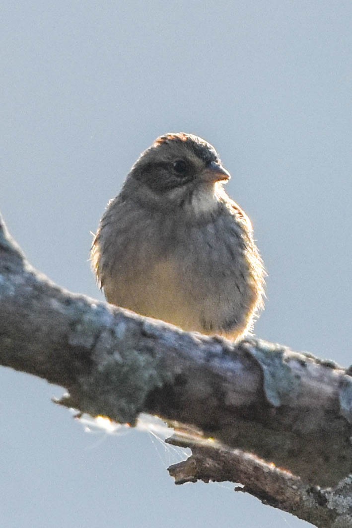 Swamp Sparrow - ML278286281