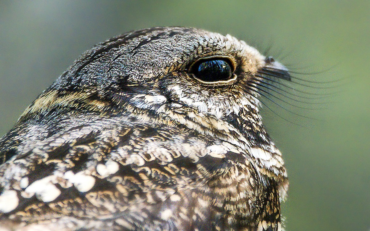 Scissor-tailed Nightjar - ML278286751