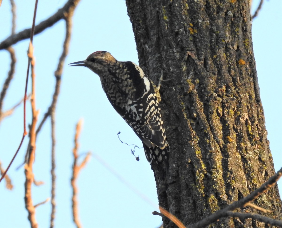 Yellow-bellied Sapsucker - ML278287741