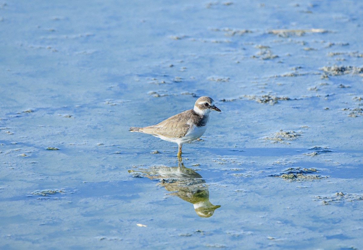 Common Ringed Plover - ML278288381