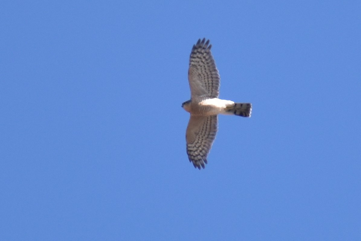 Eurasian Sparrowhawk - ML278290061