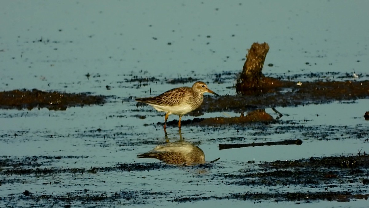 Pectoral Sandpiper - ML278290981