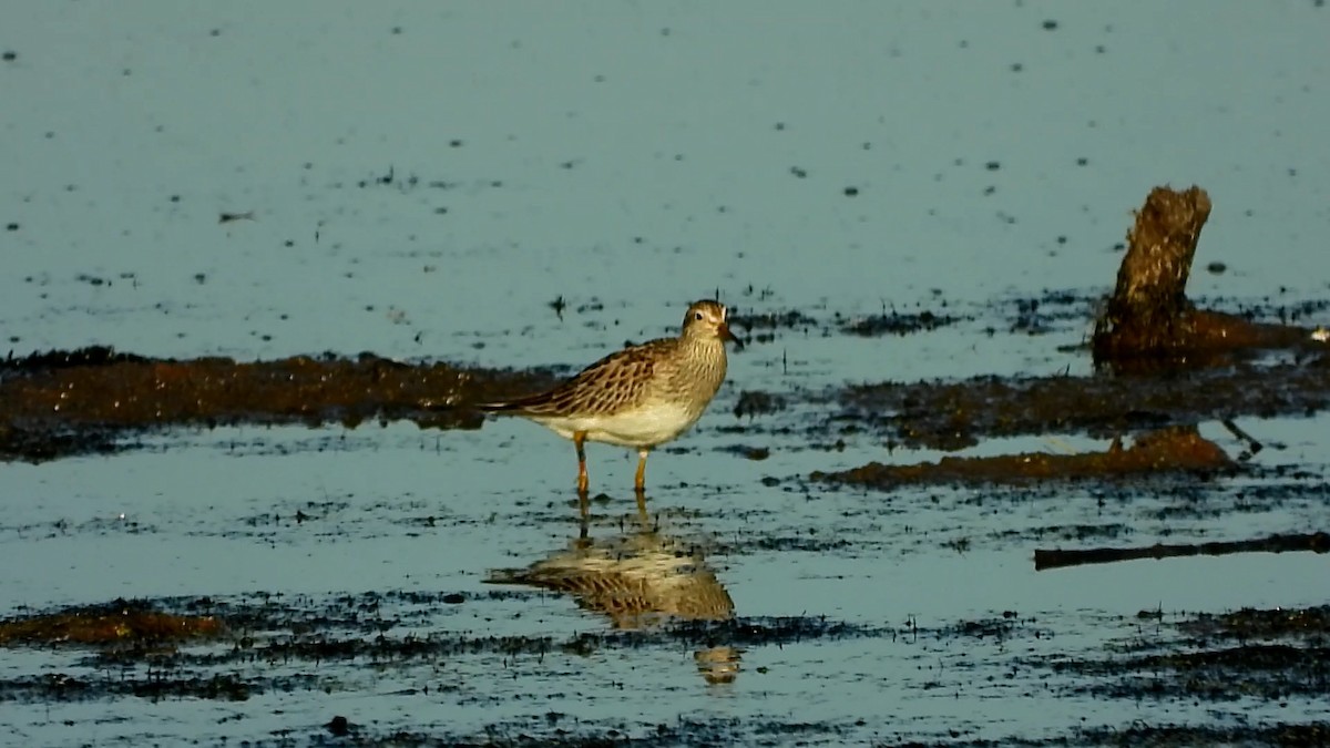 Pectoral Sandpiper - ML278291001