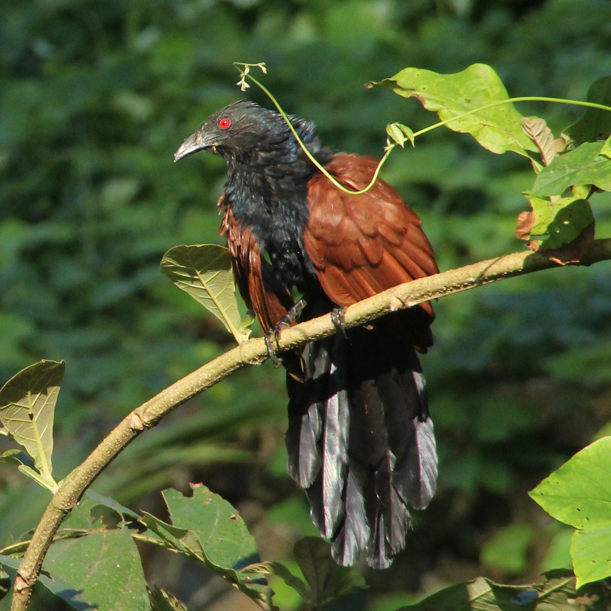 Greater Coucal - ML278291761