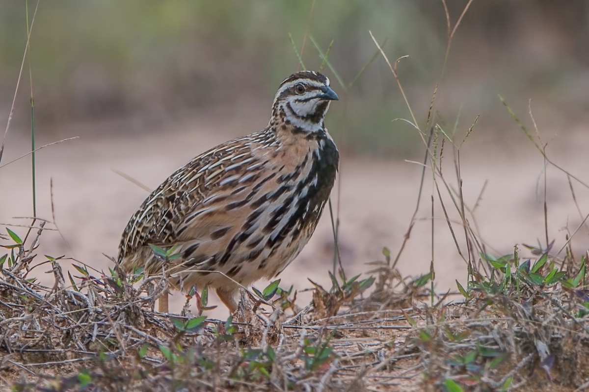 Rain Quail - ML278291951