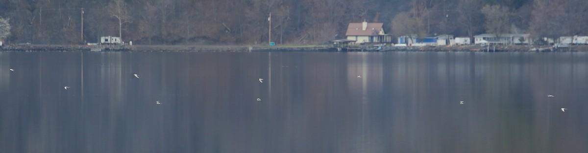 Forster's Tern - ML27829321