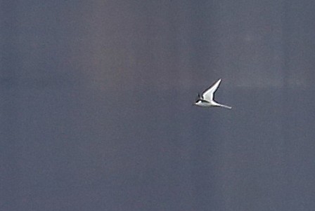 Forster's Tern - Tim Lenz