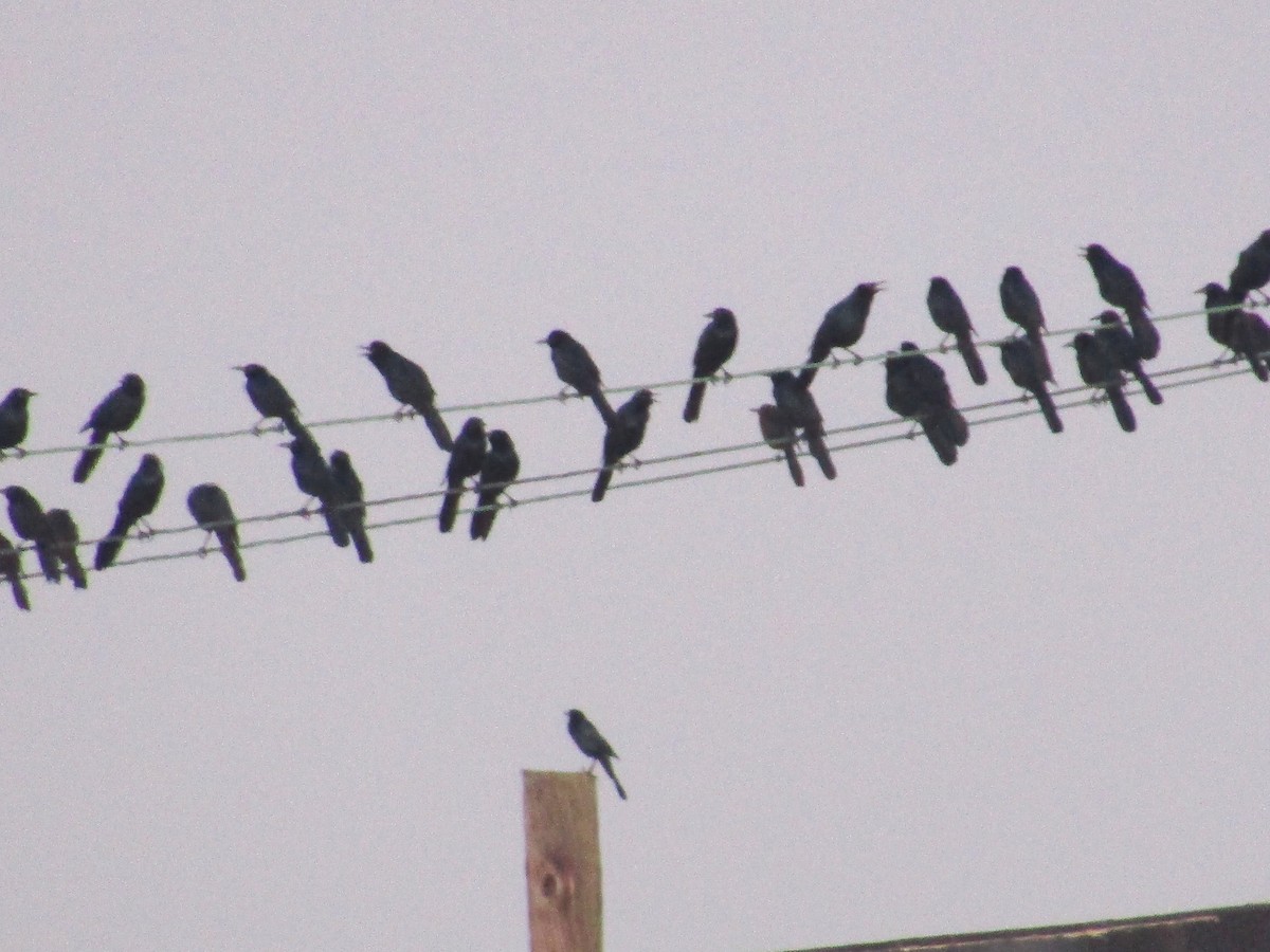 Boat-tailed Grackle - ML278293721