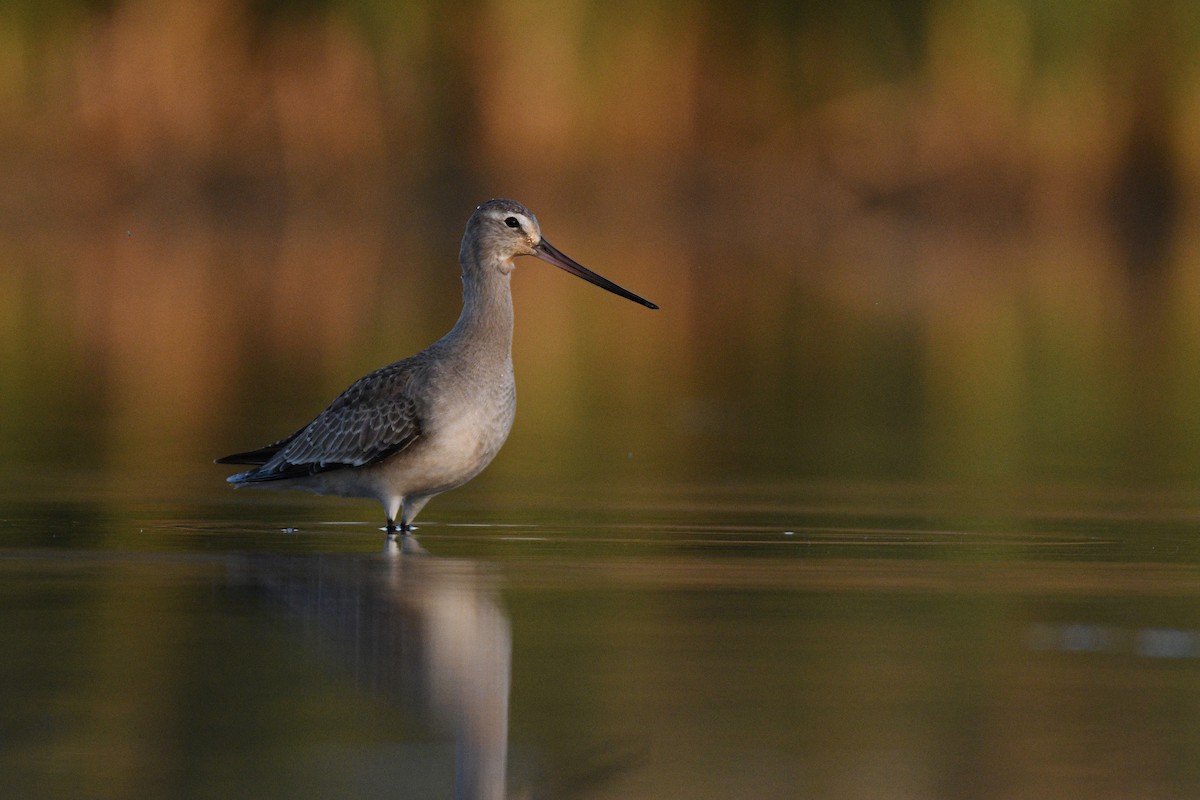 Hudsonian Godwit - ML278294651