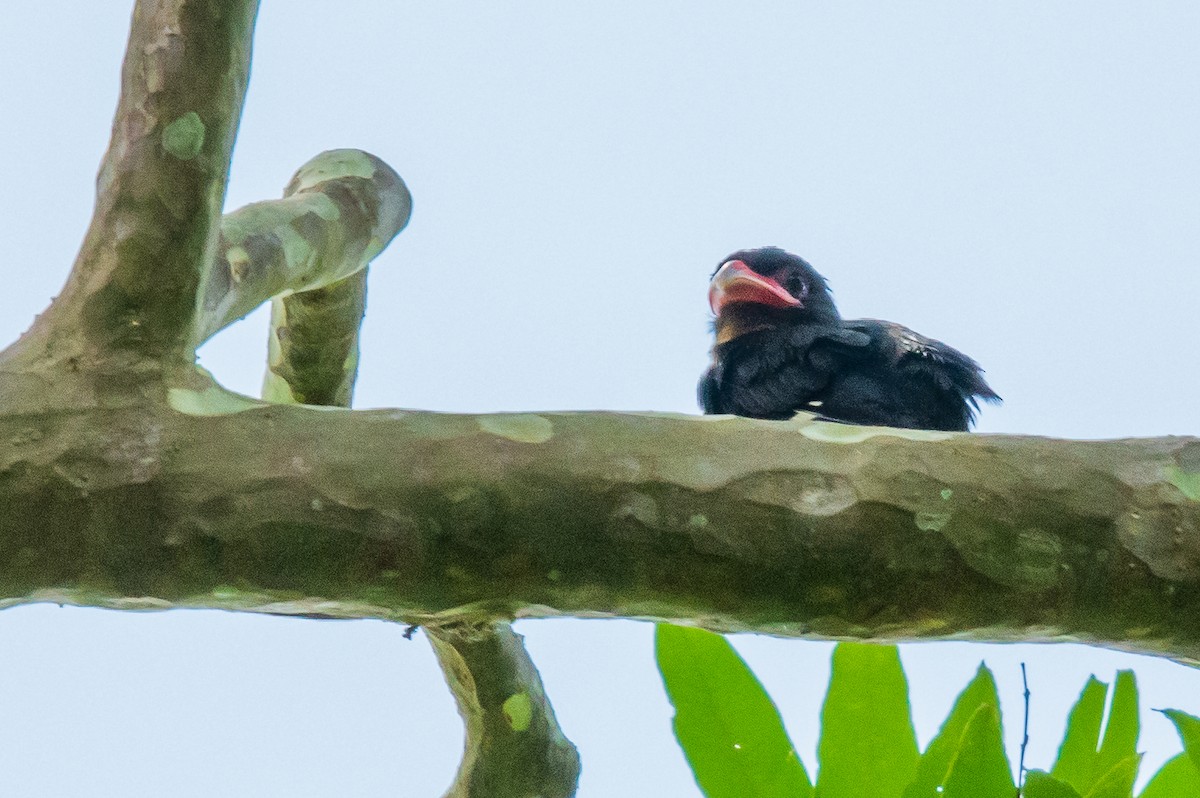 Dusky Broadbill - ML278294681