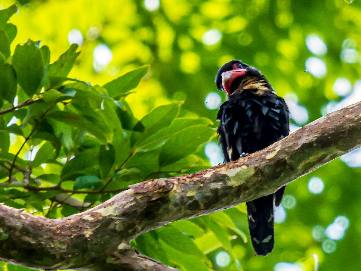 Dusky Broadbill - ML278294701