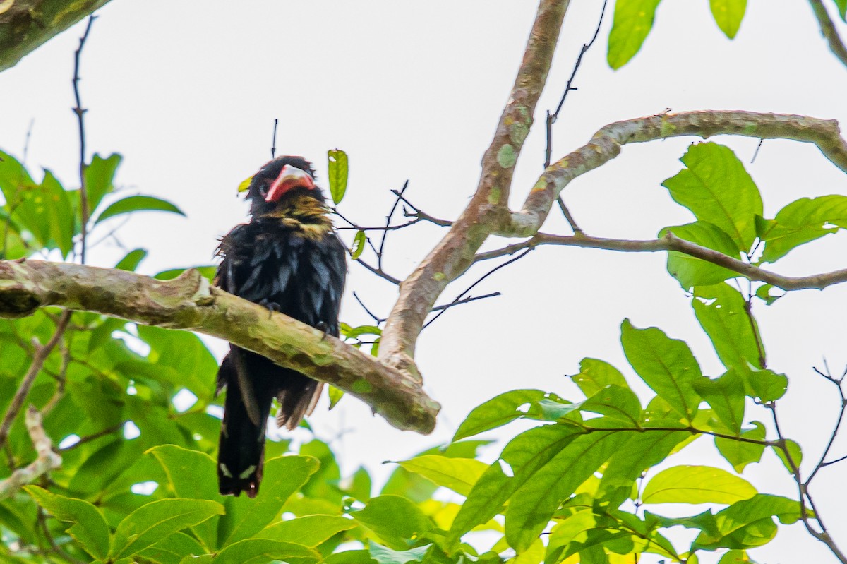 Dusky Broadbill - ML278294711