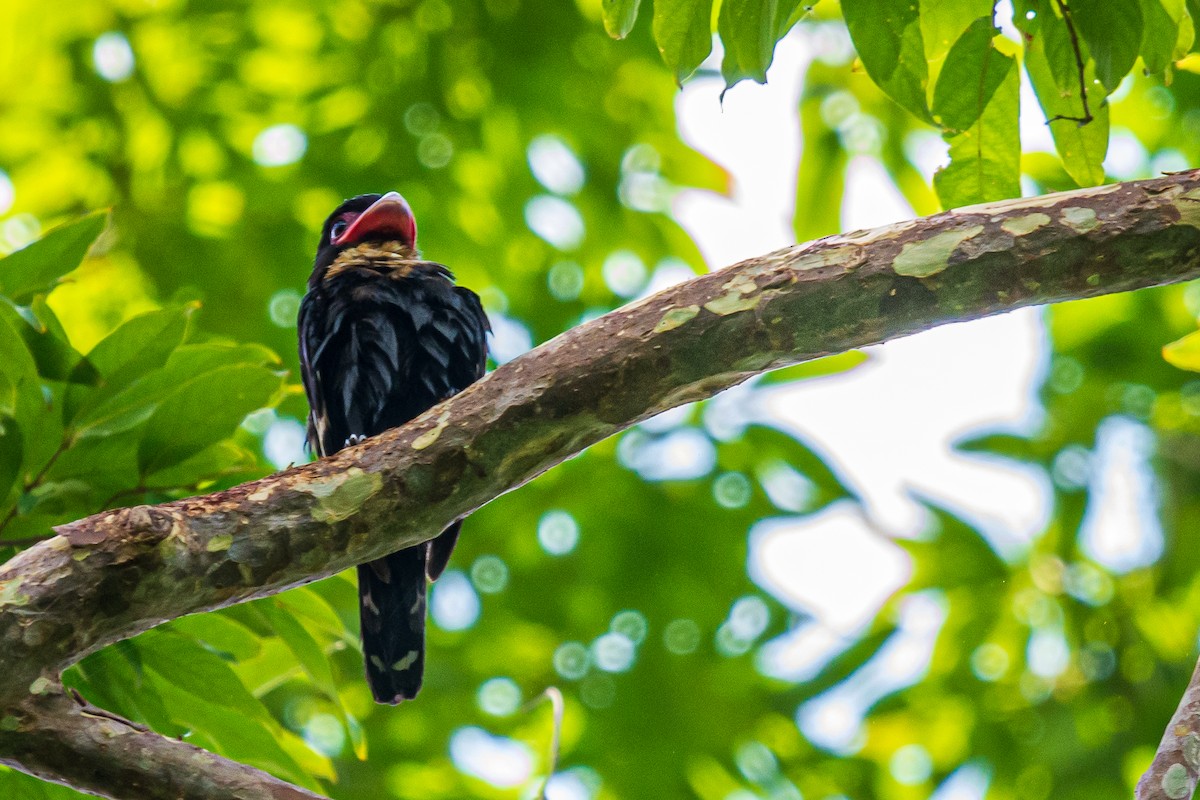 Dusky Broadbill - ML278294721