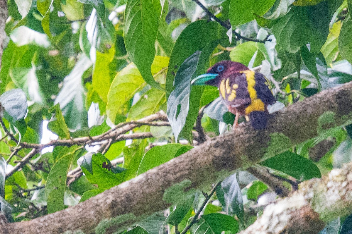 Banded Broadbill - ML278294731