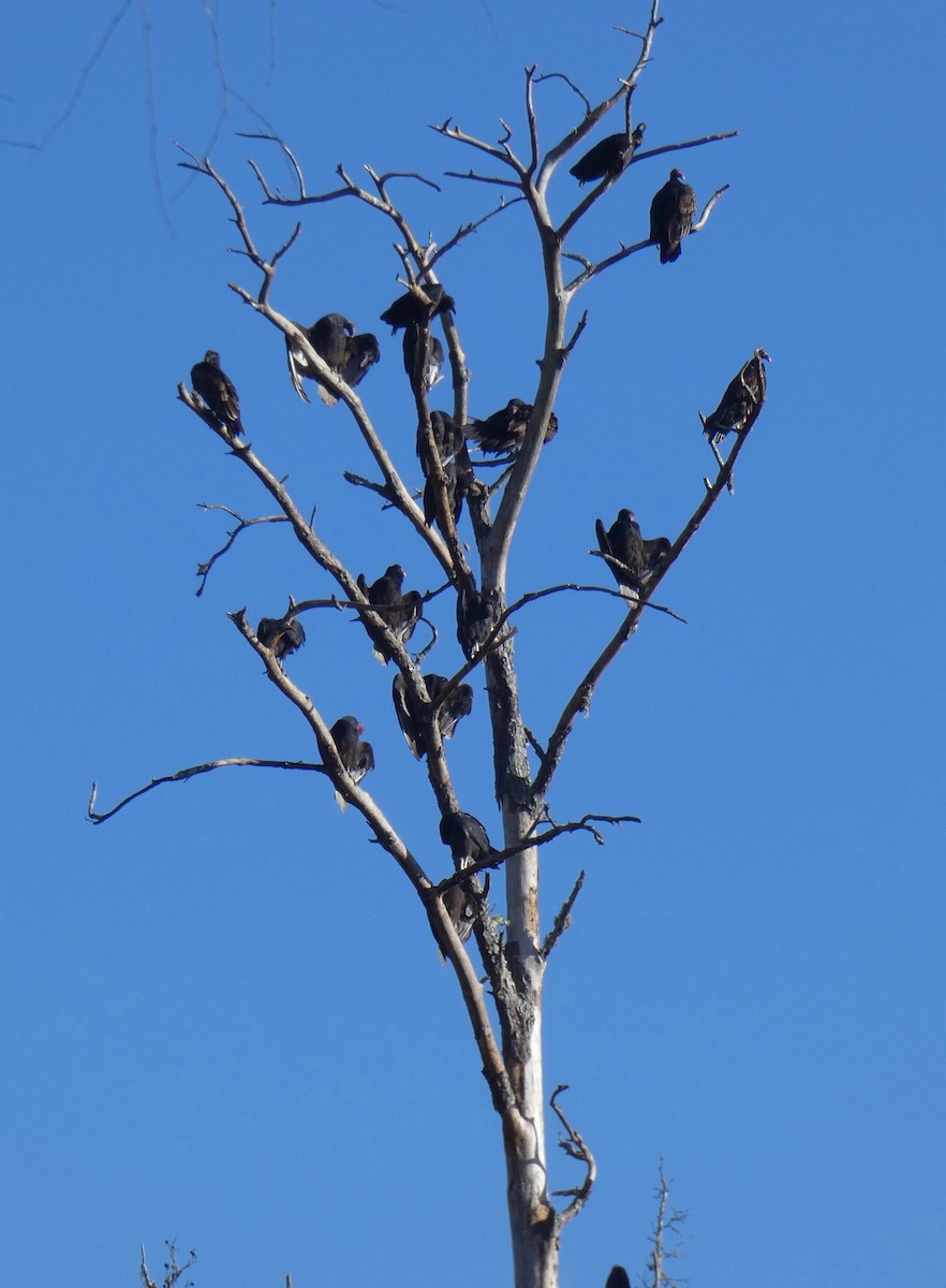 Turkey Vulture - ML278295361