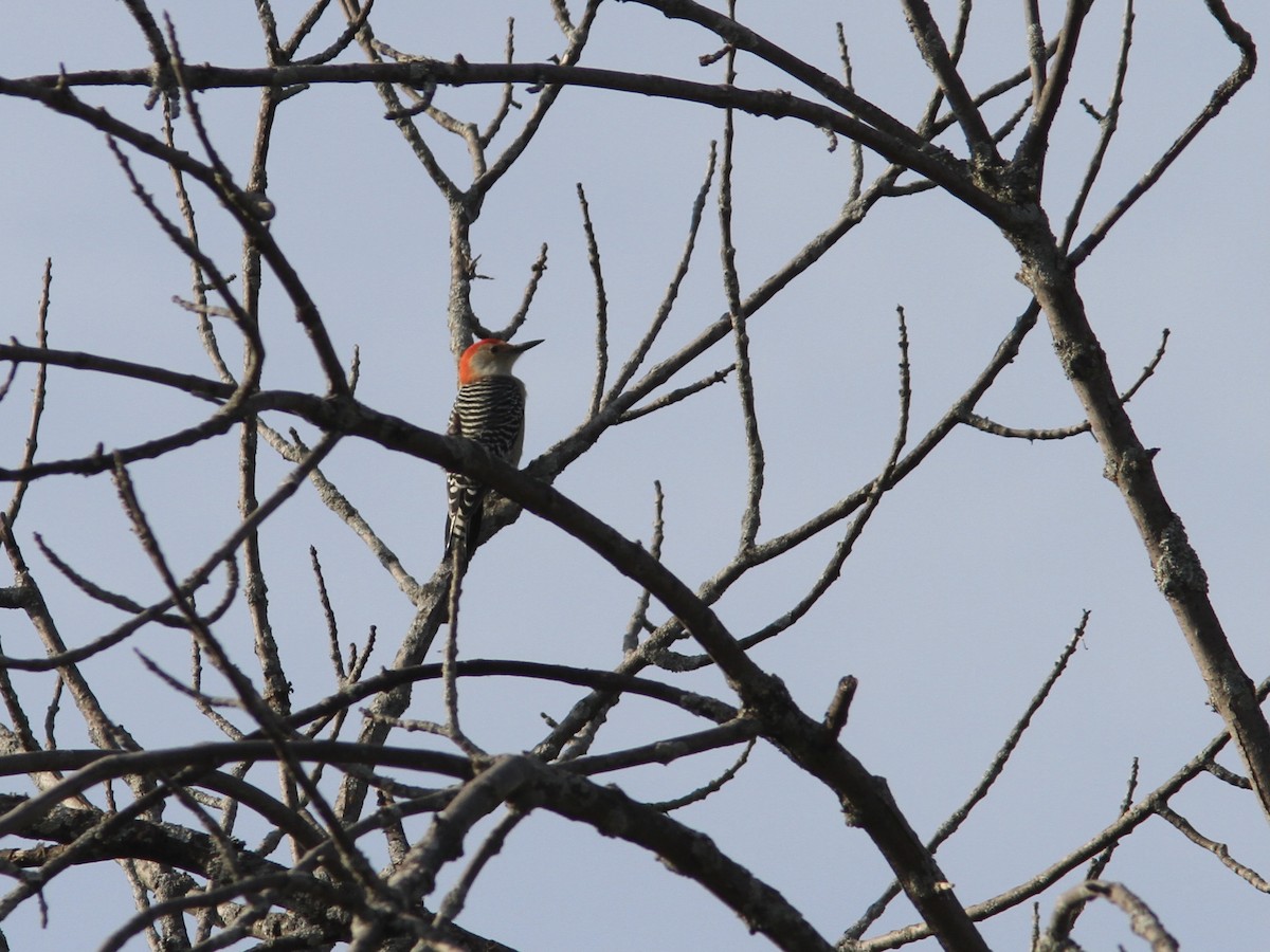 Red-bellied Woodpecker - Pierre Bergeron