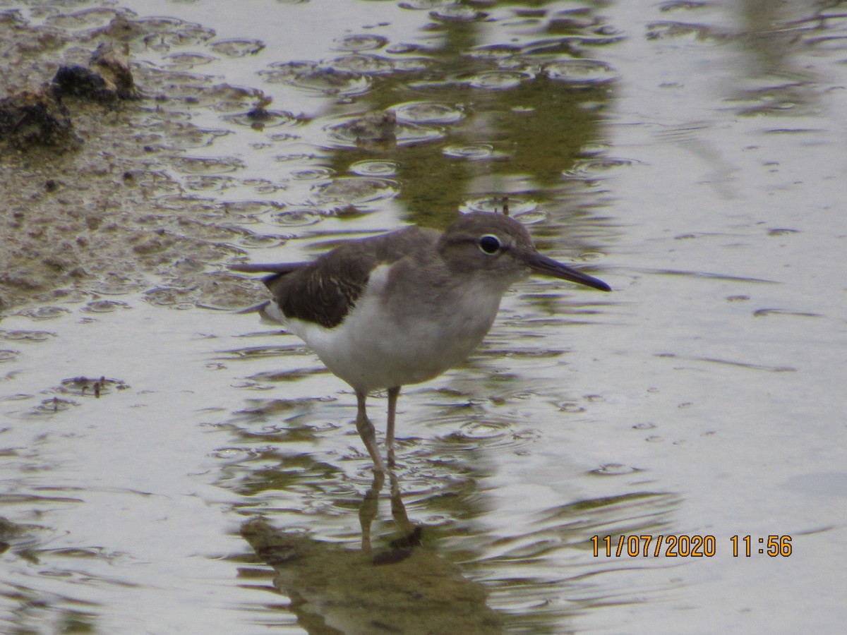 Spotted Sandpiper - ML278297141