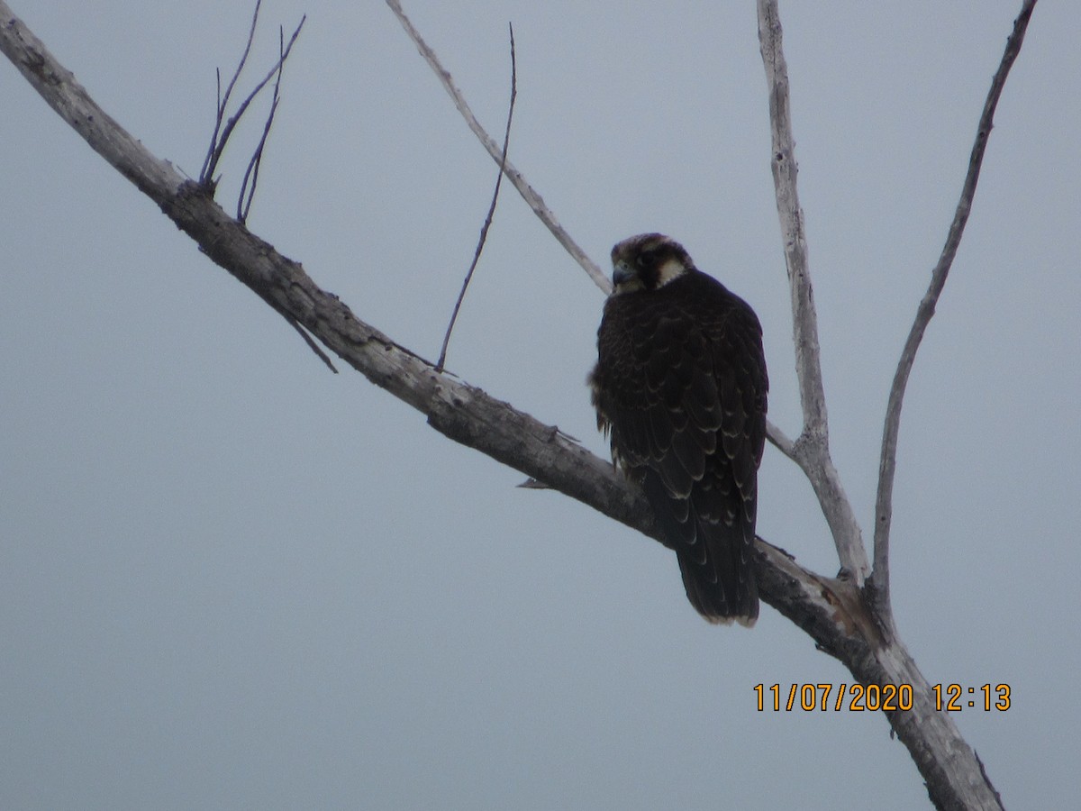 Peregrine Falcon - ML278297371