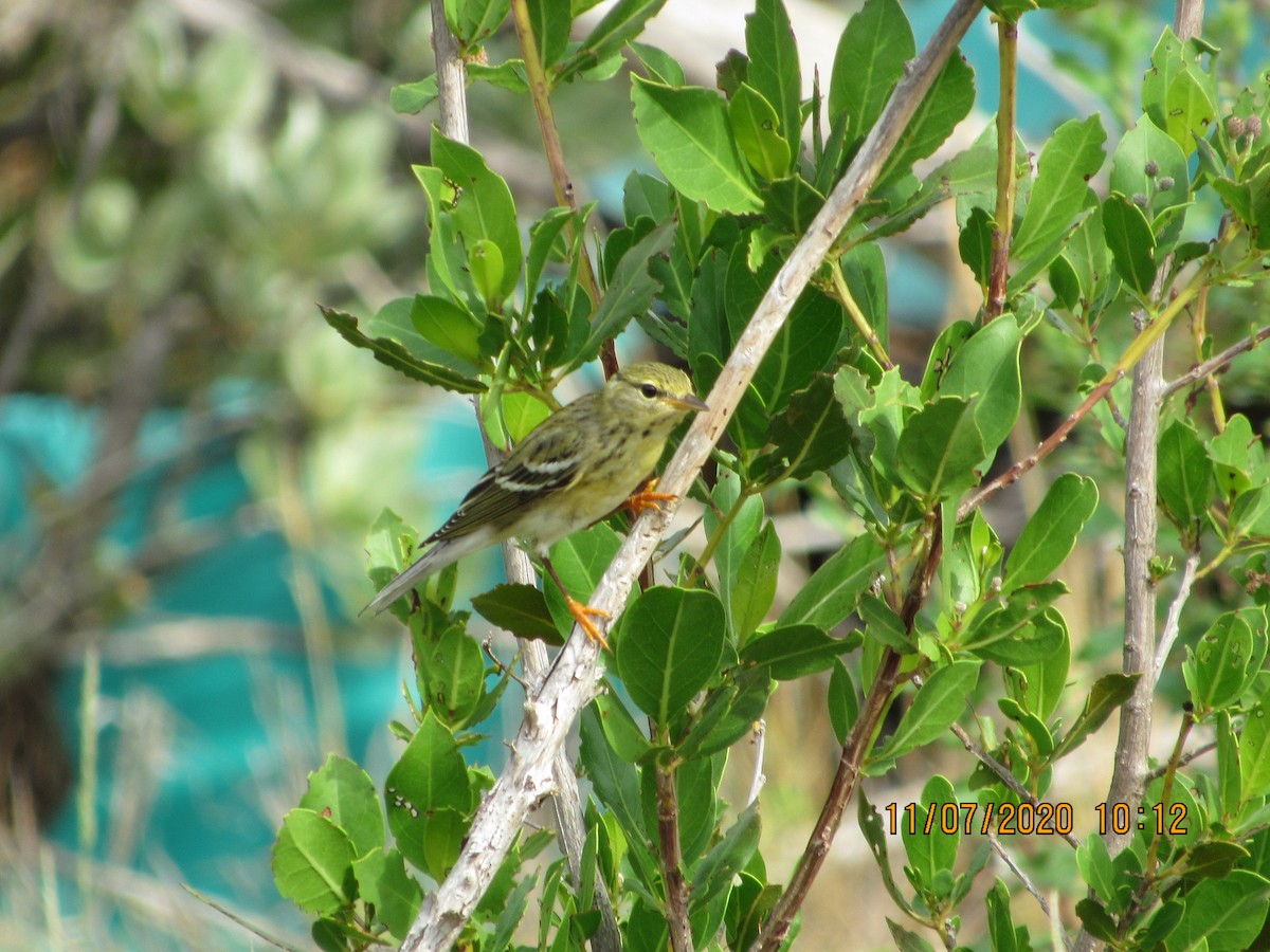 Blackpoll Warbler - Vivian F. Moultrie