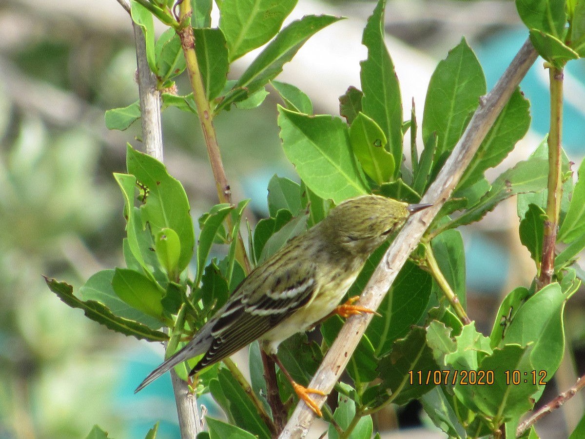 Blackpoll Warbler - Vivian F. Moultrie