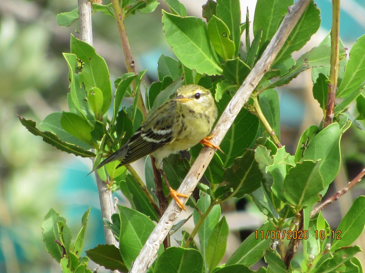 Blackpoll Warbler - Vivian F. Moultrie