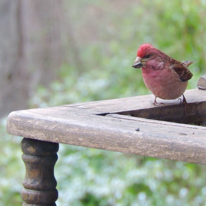 Purple Finch - ML27829831