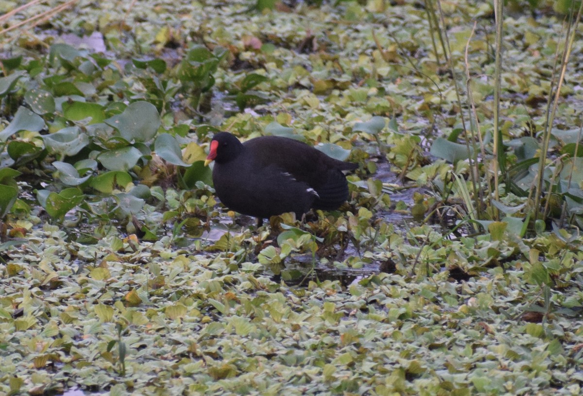 slípka zelenonohá - ML278299551