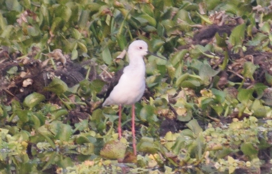 pisila čáponohá - ML278299571