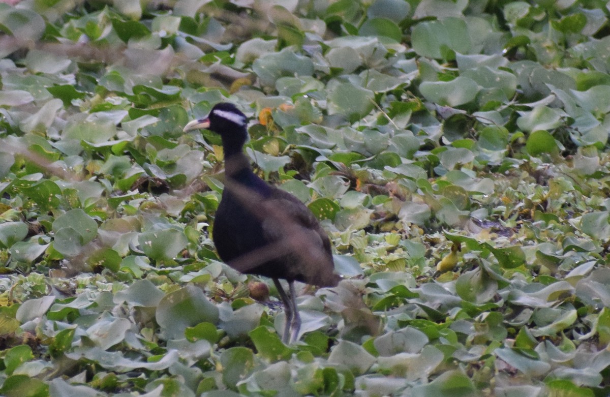 ostnák hnědoocasý - ML278299681