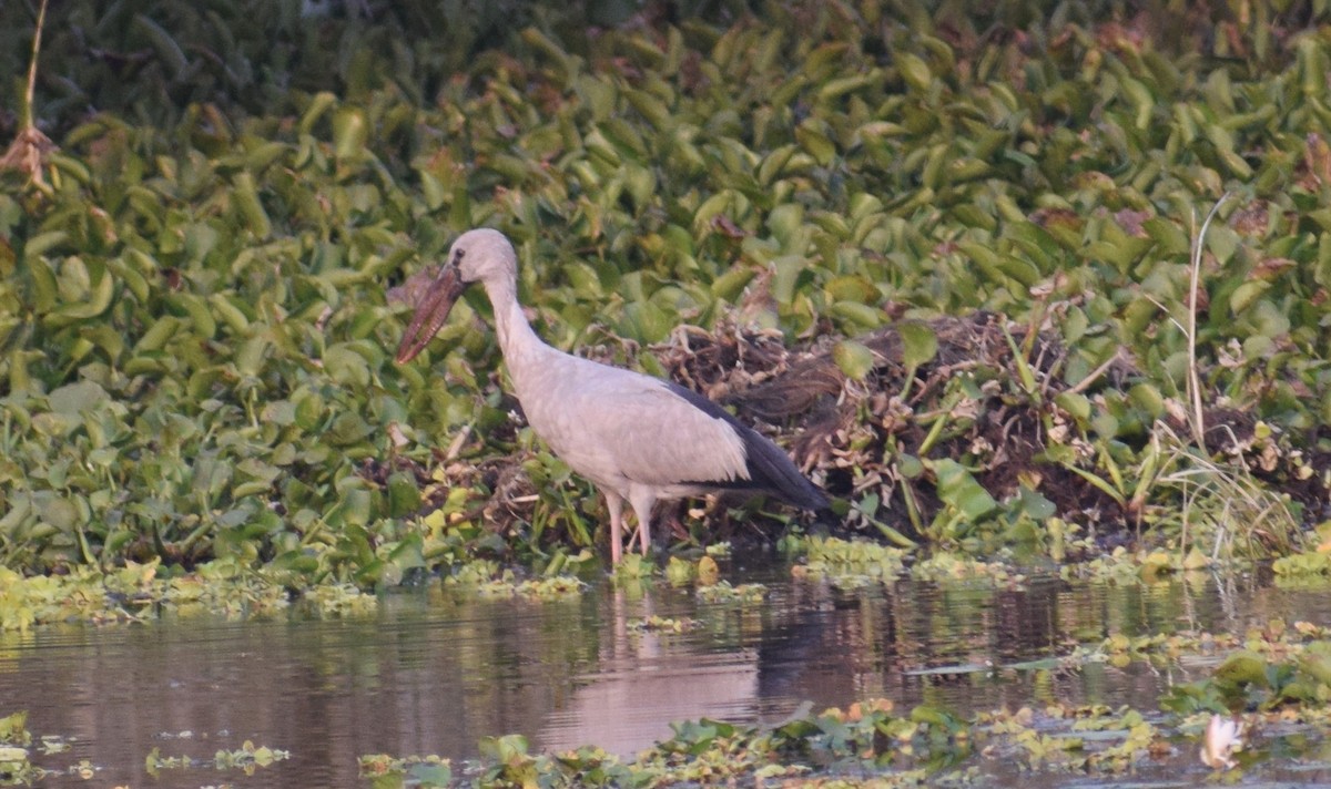 zejozob asijský - ML278299691